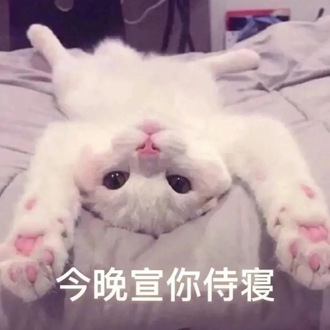 白猫躺平宣你侍寝 - 猫meme表情包